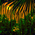 The Night Curtain