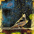 Sparrow in rain 